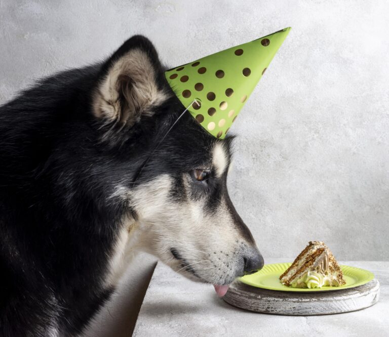 An Aussie-like dog is ready to eat his birthday cake.