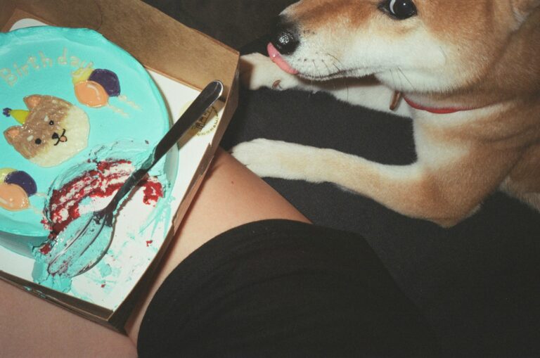 A smiling Shiba Inu sitting beside a beautifully decorated pet cake.