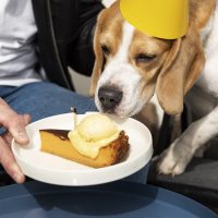 a dog is eating a slice of cake