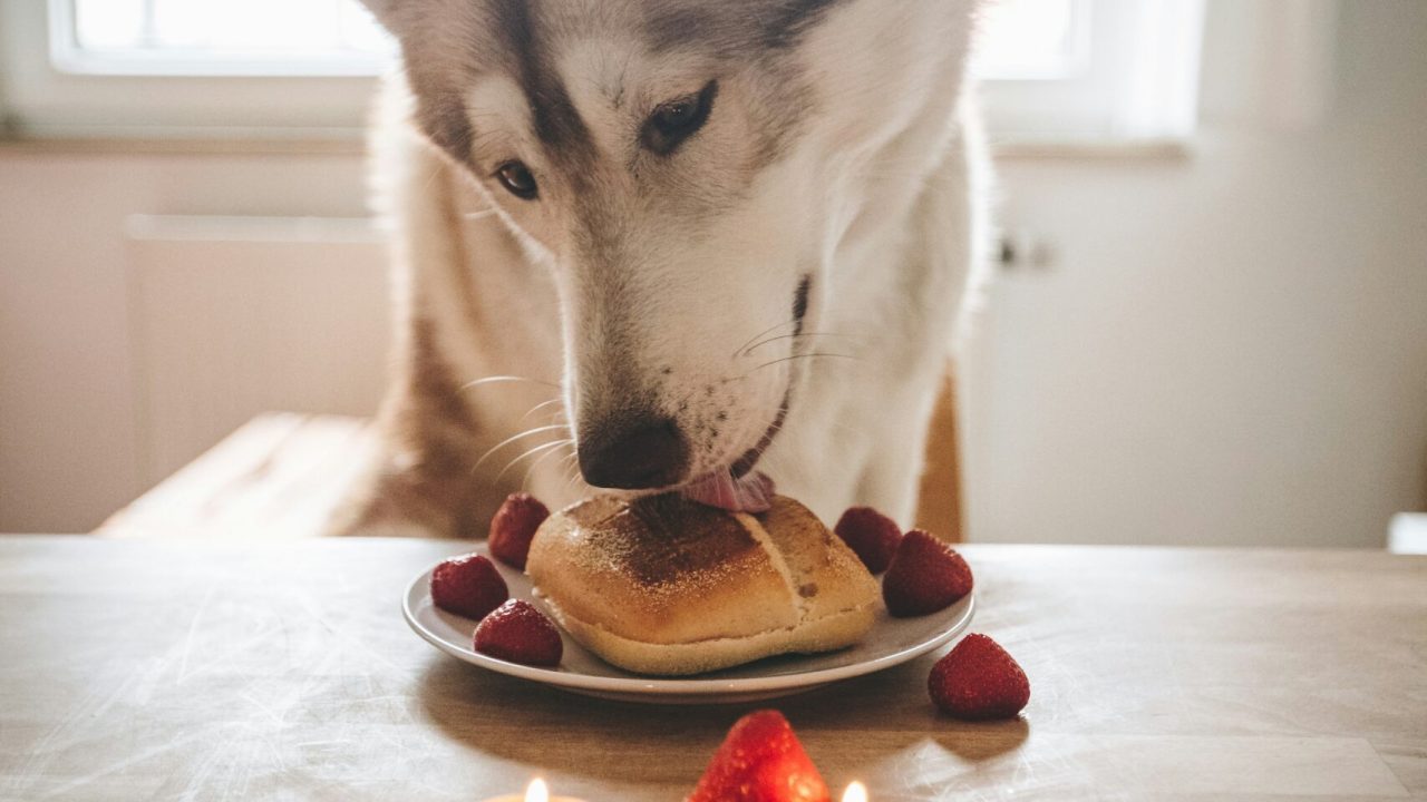 A Huskey is enjoying his pastry and fruit